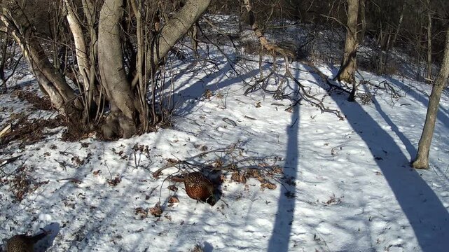 Wild pheasant walking through snowy forest in winter sunlight