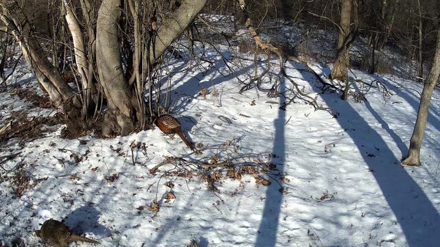 Wild pheasant walking through snowy forest in winter sunlight