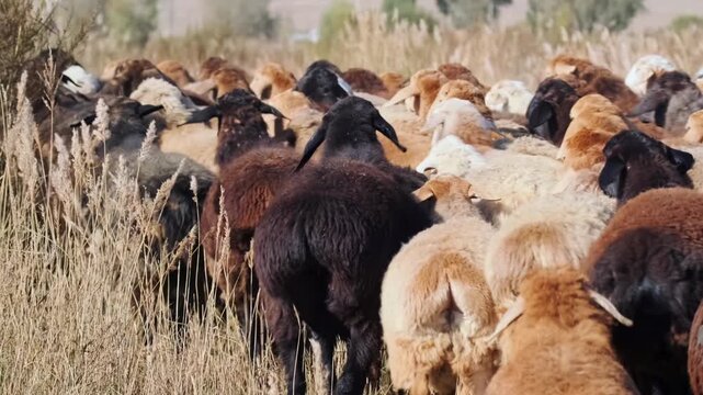 Sheep and rams herd moving together through dry grassland, natural livestock migration in rural pasture, dense flock behavior and traditional farming scene with animals walking in group