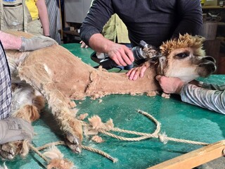 Farmers shearing a brown alpaca with electric clippers to harvest fleece ideal for agricultural themes © PietFoto