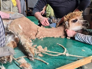 Farmers shearing a brown alpaca with electric clippers to harvest fleece ideal for agricultural themes © PietFoto