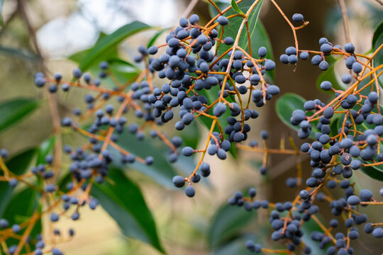 Close-up of ripe blue berries of Ligustrum lucidum on a branch, soft focus.