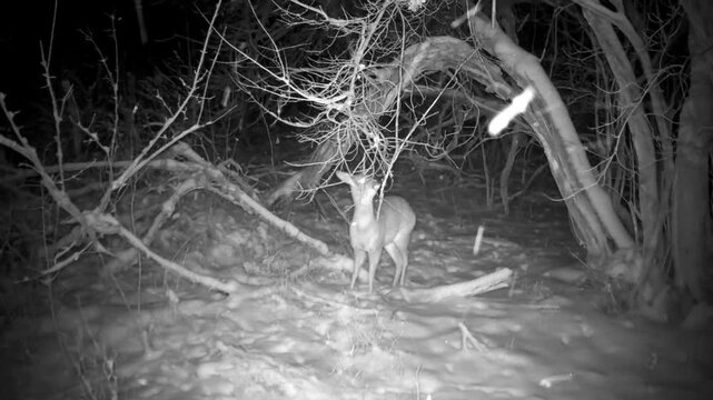 Roe deer in winter forest captured by trail camera in natural habitat