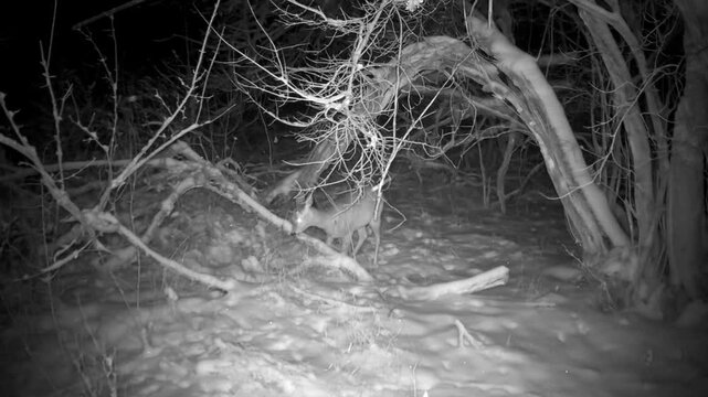Roe deer in winter forest captured by trail camera in natural habitat