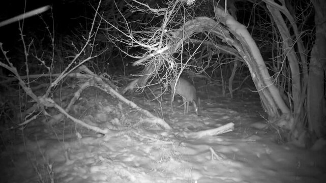 Roe deer in winter forest captured by trail camera in natural habitat