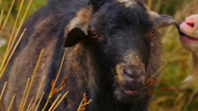 Close up-of domestic goats butting heads on mountain pasture, horned animals pushing against each other in natural dominance behavior, detailed action scene in highland rural environment