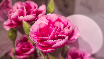 Obraz premium Beautiful Fresh Blooming Carnation Flowers in Elegant Floral Arrangement for Romantic Gift and Decorative Gardening Concept