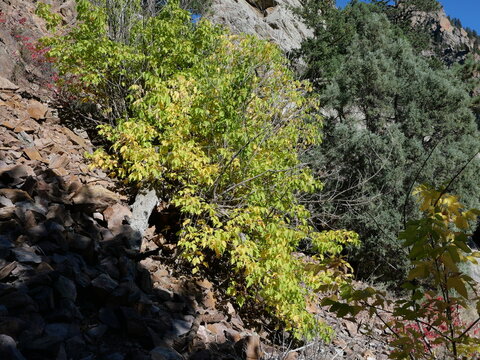 Rocky Mountain maple (Acer glabrum) with yellow autumn leaves on rocky slope, Eldorado Canyon, Colorado
