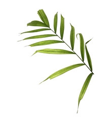 Fototapeta premium Green palm leaf on transparent background