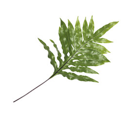 ferns leaves on a transparent background © studio2013