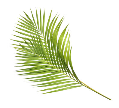 Green palm leaves on transparent background