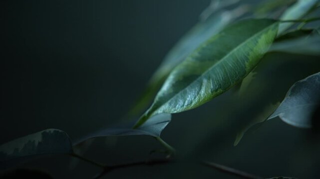 Green leaves with soft focus transition and cinematic dark background