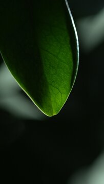 Green leaf macro with soft light and dark background