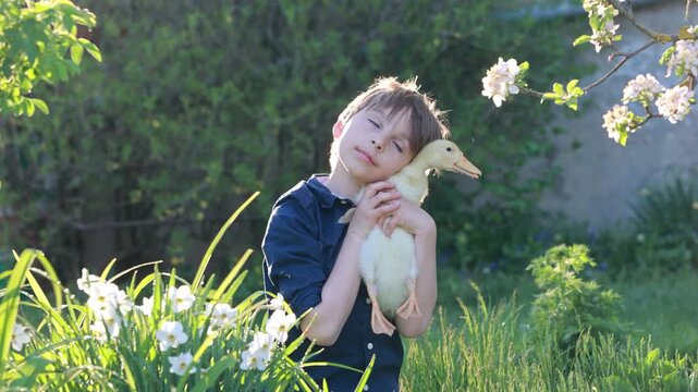 Happy beautiful child, kid, playing with small beautiful ducklings or goslings in the park, cute fluffy yellow animal birds