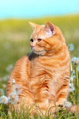 Fototapeta premium Portrait of a small red kitten lying on a dandelion field. The cat enjoys spring