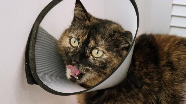 Domestic cat wearing Elizabethan collar licks looking at camera after medicine, injury, surgery, sterilization or castration. Pet treatment. Protective veterinary plastic cone. Animal health care. 4k.