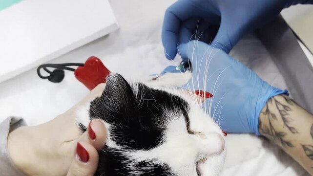Close-up view of veterinary professional wearing blue protective gloves drawing blood from leg of domestic black and white cat with hypodermic needle. Feline patient held gently by owner hands with re