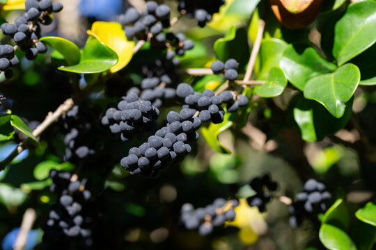 In nature, berries are ripe on ordinary ligustrum japonicum