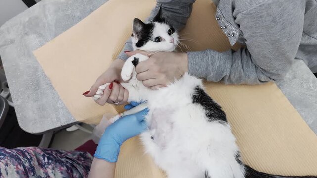 Close up view of black and white domestic cat undergoing blood sample collection in veterinary clinic. One professional holds cat still, another performs venipuncture on shaved hind leg. Animal health