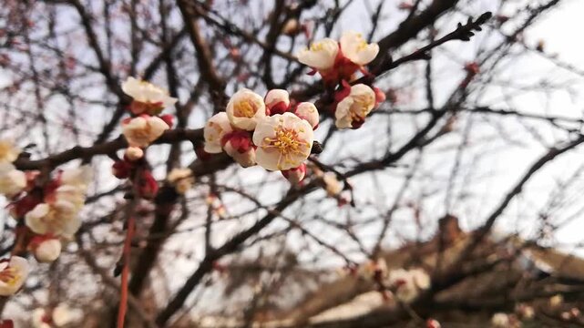 Detailed view of fruit tree branch adorned with emerging white and pink flower buds against blurred background. Insect seen collecting pollen on stamen, signifying arrival of spring.