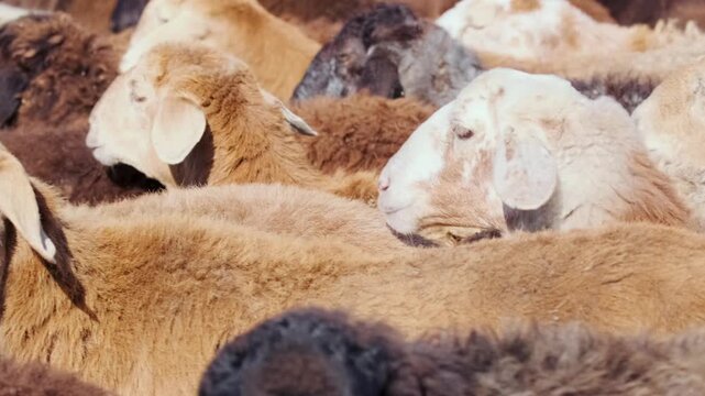 Close-up of sheep and rams resting tightly in flock, soft wool texture and calm livestock behavior in rural pasture, natural farming scene showing herd density and peaceful animal grouping