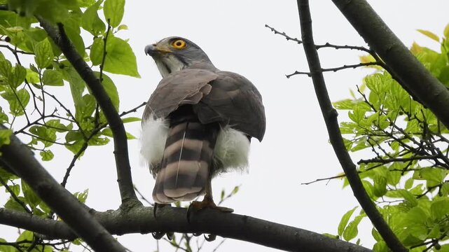 Majestic hawk bird of prey perched high on a tree branch looking back with piercing yellow eyes, surrounded by green leaves against a bright sky.