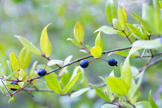 Myrtus communis with fruits, the Common myrtle, from the family Myrtaceae - a typical Mediterranean plant