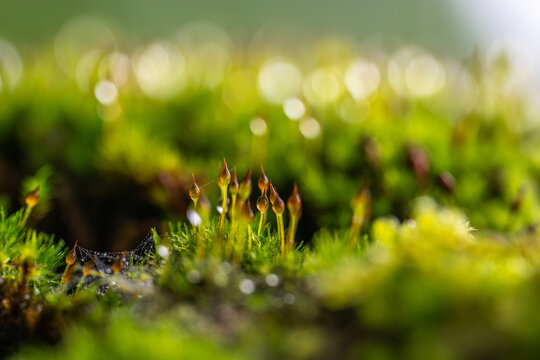dew on moss