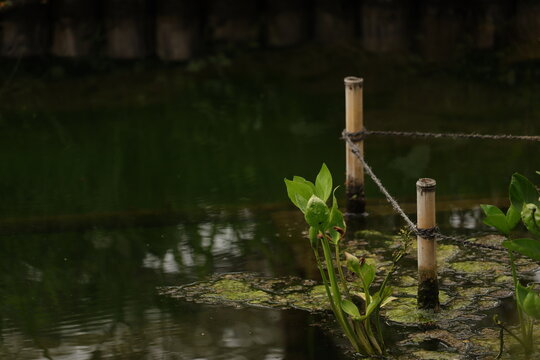 池と竹杭