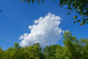 Fototapeta premium sky and clouds