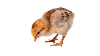 Obraz premium Cute fluffy yellow baby chick standing on its feet for easter spring and farm animal life concepts isolated on transparent background cut out