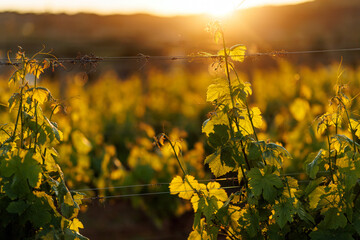 Obraz premium Vineyard field landscape during a warm golden hour sunset
