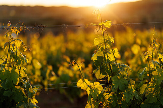 Vineyard field landscape during a warm golden hour sunset