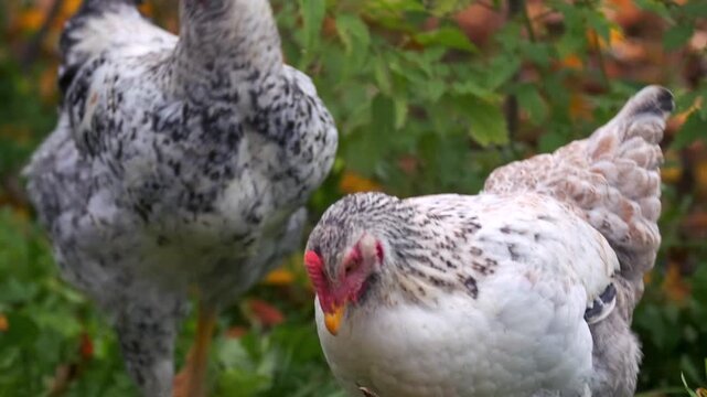 chicken looking at camera close-up view in farm grass, standing and observing surroundings, single bird focus in free range rural environment with natural outdoor poultry behavior