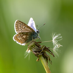 A Common Blue Butterfly resting on a Dandelion Head © Stephan Morris 