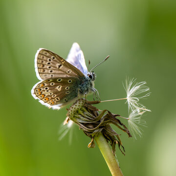 A Common Blue Butterfly resting on a Dandelion Head