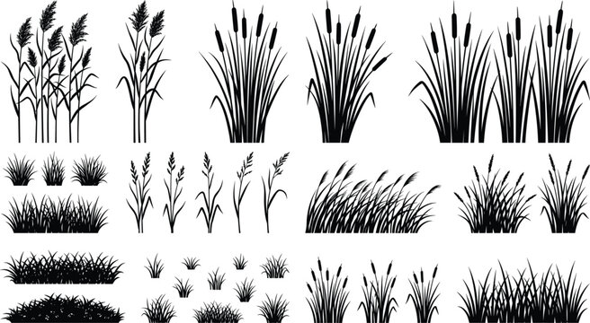 Wild grass and reed silhouettes collection isolated on white background botanical vector set for landscaping and nature design