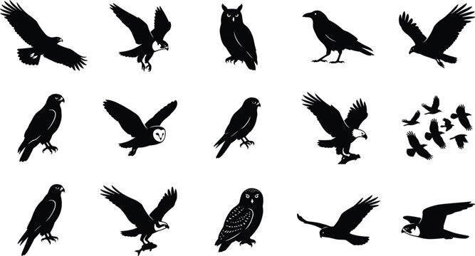 Birds of Prey Silhouette Collection Featuring Eagles Hawks Owls and Falcons for Vector Design