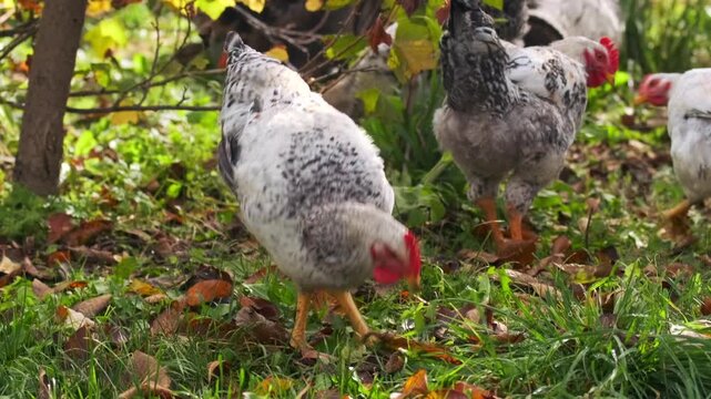 chickens pecking grass low angle view on farm, feeding together and searching for food in group movement, free range poultry activity in organic rural environment with natural behavior