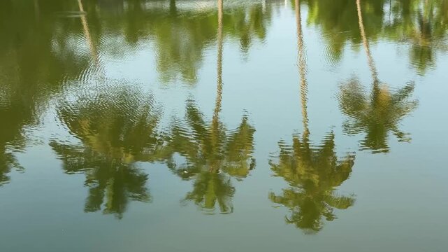 Reflection of coconut palm leaves falling on gently undulating water
