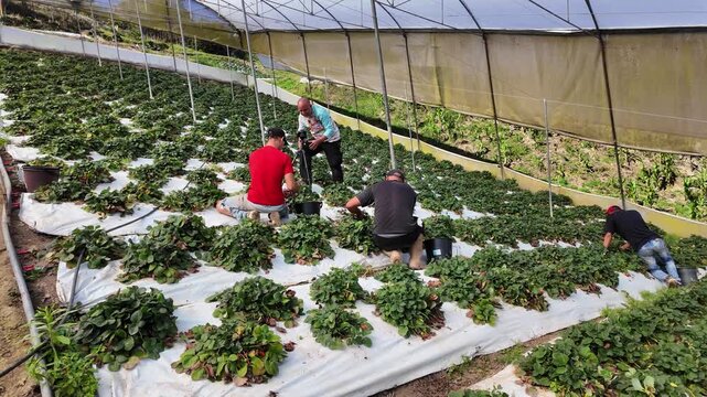 dynamic handheld wide shot capturing the intensive manual labor and scale of a professional strawberry harvest within a modern greenhouse environment and photographer document agriculture activity