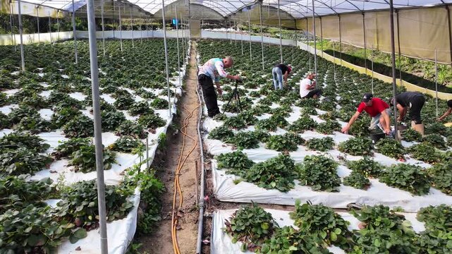 wide shot agricultural workers picking organic fruit in a modern plantation, highlighting the synergy between manual labor and media documentation