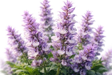 Obraz premium Full bloom clary sage herb flowers with refined purple shade on white background