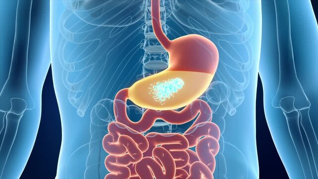 Probiotics dissolve in the stomach, then reach the intestines to boost peristalsis and gut motility. 3D render of digestive health, intestinal wellness concept.