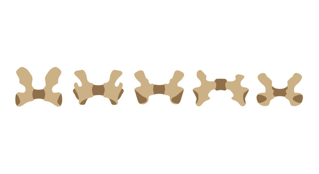 Five stylized cartoon bones in a row, isolated on white background