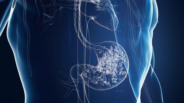 Taking liquid medicine, oral solution diffuses in stomach and releases active ingredients. Transparent human anatomy for medical visualization.3D animation, 4K, alpha channel. 
