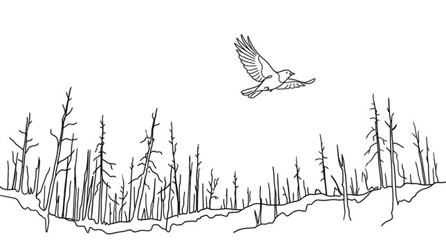Line art illustration of a soaring hawk over a desolate forest.