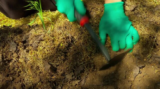 Organic gardening and sustainable land maintenance, woman trimming grass as part of eco-friendly agriculture practices, healthy soil, organic farming, eco agriculture. Handweeding process