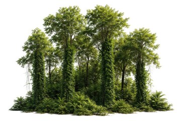 Fototapeta premium Group of forest trees and climbing vines arranged on white background for clipping path use