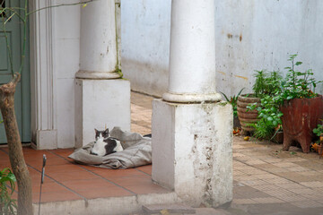 cat on the porch © Eduardo